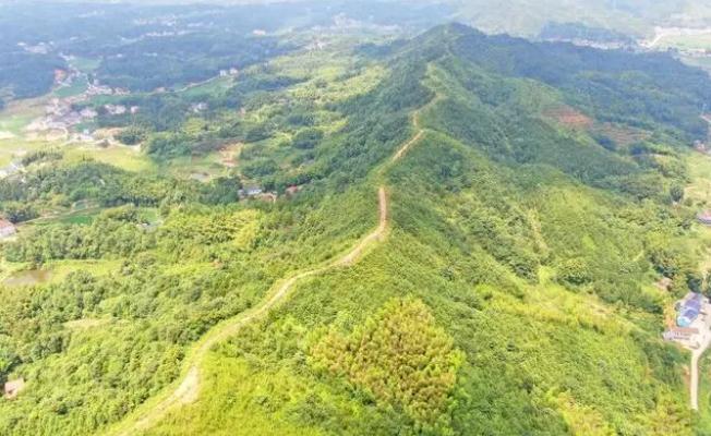 长沙两年内将完成1150千米林火隔绝体系扶植